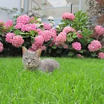 Bed and breakfast D'hotes Les Muriers 3*